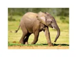 Mini-puzzle Elefant