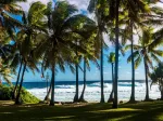 Plage et Palmiers, La Réunion, France
