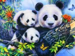 Panda Family