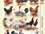 XXL Teile - Poules - Poultry