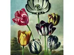 Tulpen