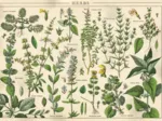 Vintage Nature - Pflanzen