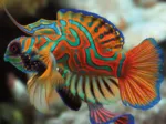Colourful Nature - Mandarinfish
