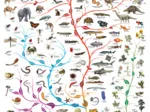 Die Evolution - Der Baum des Lebens
