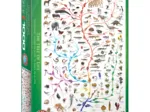 Die Evolution - Der Baum des Lebens