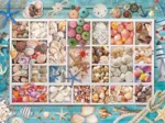 Seashell Collection
