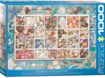 Seashell Collection