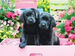 XXL Teile - Black Labs in Pink Box