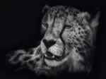 Speed - Gepard : Im Zeichen der Anmut 