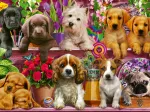 Hunde im Regal