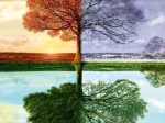 Jahreszeiten Baum