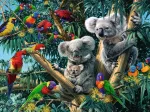 Koalas im Baum