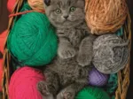 Fluffy Kitten
