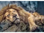 Sleeping Lion