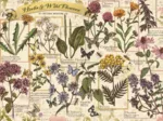 Herbarium: Heilkräuter