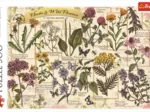 Herbarium: Heilkräuter