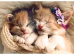 Sleeping kittens